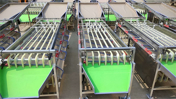 olive sorting machine, dates grading machine, cherry sorting machine