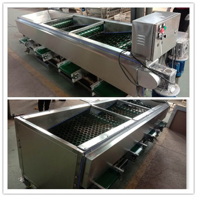 Mushroom grading machine, mushroom sorting machine, mushroom grader sorter