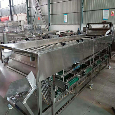 potato sorting machine, potato sorter, potato grading machine, potato grader