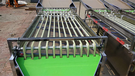 olive sorting machine, dates grading machine, cherry sorting machine