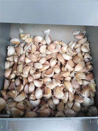 Garlic cloves grading machine, garlic cloves sorting machine, garlic seeds grader