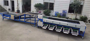 cucumber sorting machine, cucumber grading machine,cucumber sorter