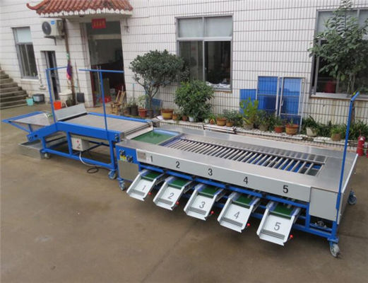 cherry tomato sorting machine, cherry tomato grading machine, tomato grader