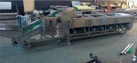 mushroom sorting machine, mushroom grading machine, mushroom grader